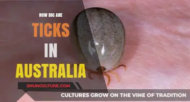 Australian Tick Sizes: A Guide to Tick Dimensions
