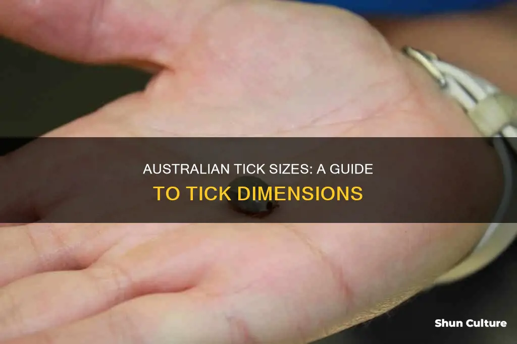 how big are ticks in australia
