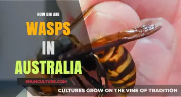 Giant Australian Wasps: How Big Are They?