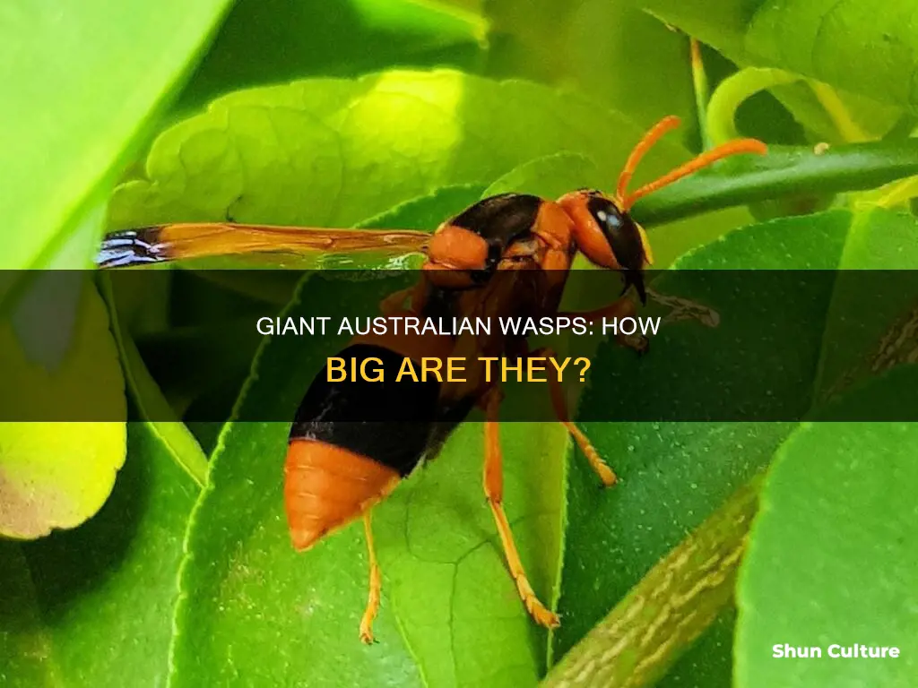 how big are wasps in australia