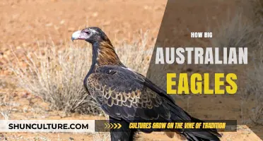 Australian Eagles: Massive Wingspans and Powerful Talons