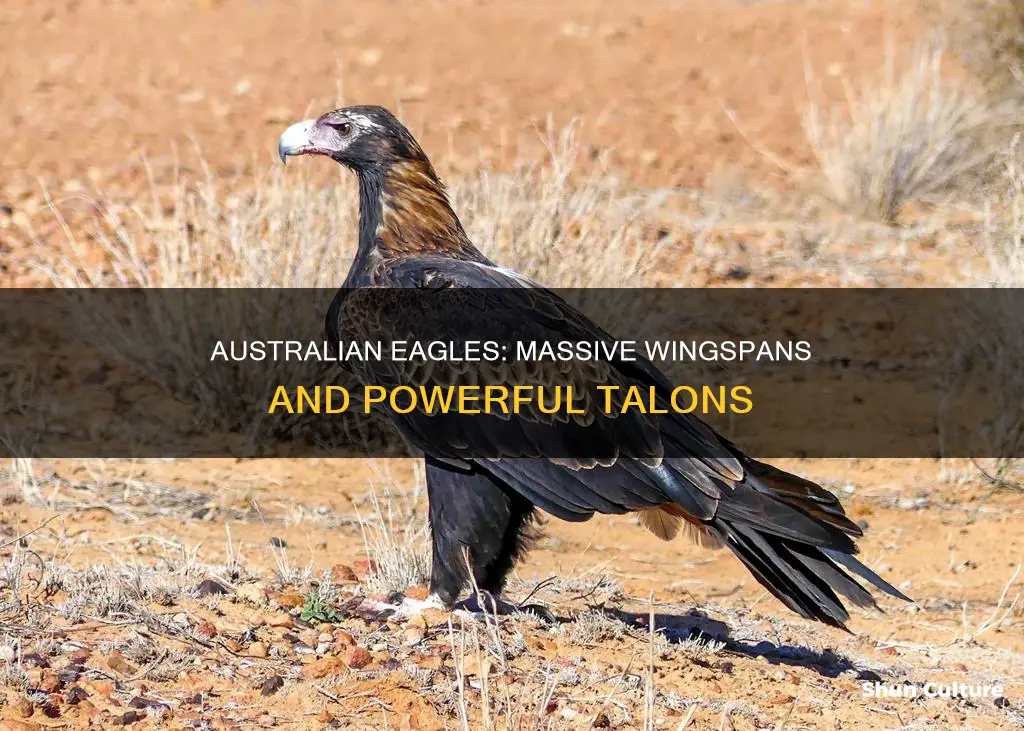 how big australian eagles