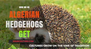 Algerian Hedgehog Size Guide: Understanding Their Growth and Dimensions