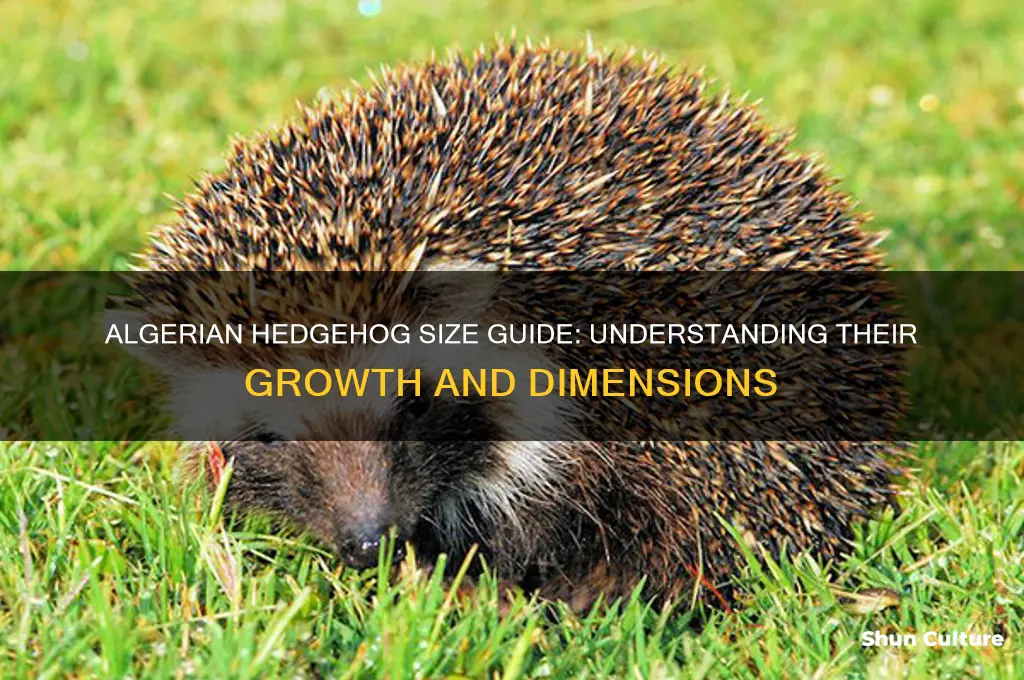 how big do algerian hedgehogs get