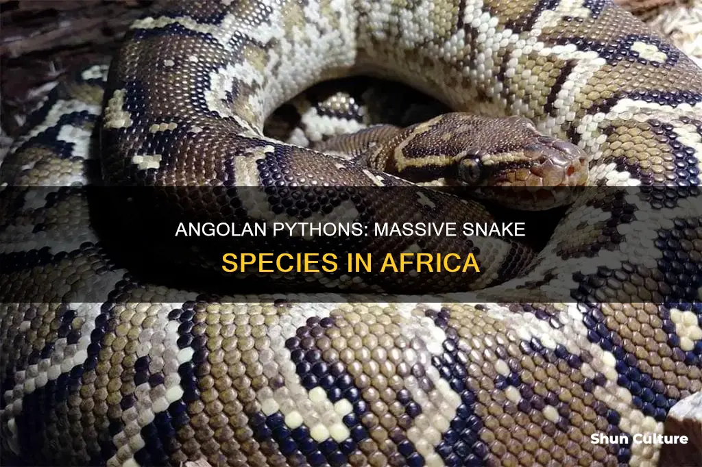 how big do angolan pythons get