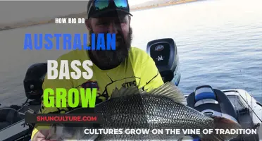 The Colossal Growth of Australian Bass: Nature's Surprises