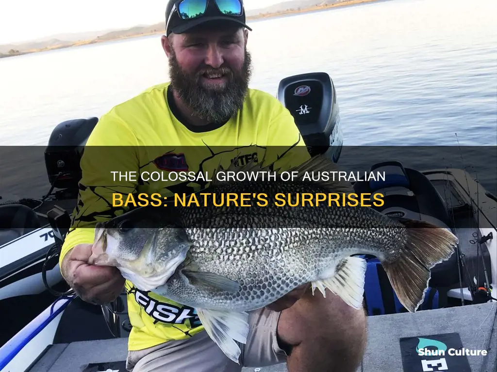 how big do australian bass grow