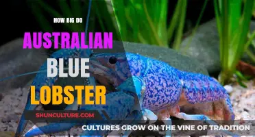 The Enormous Size of the Australian Blue Lobster