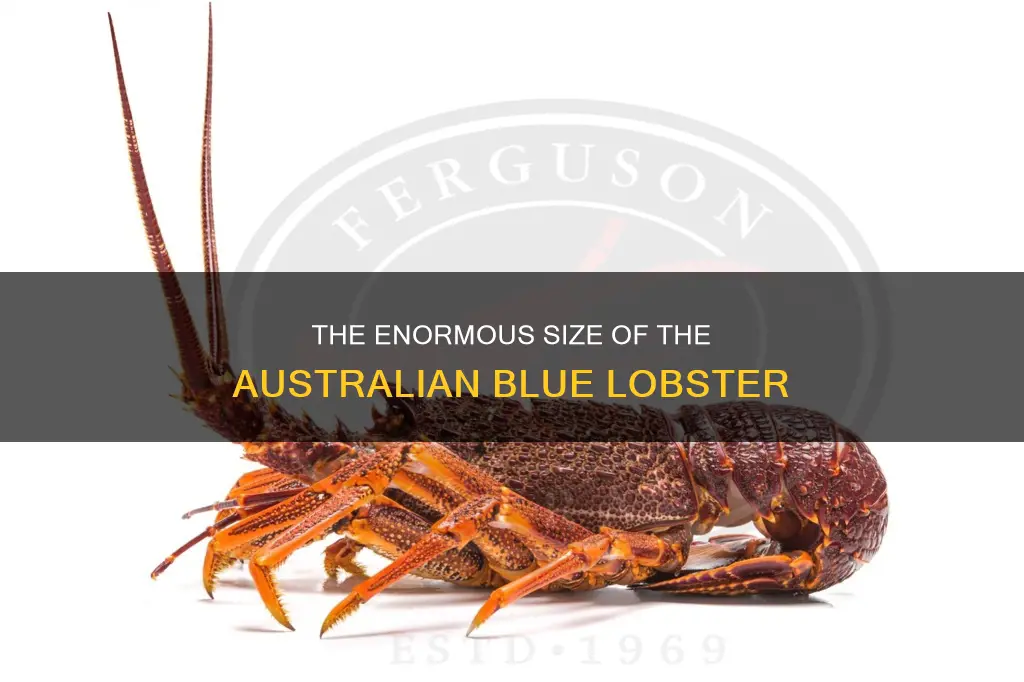 how big do australian blue lobster