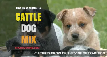 The Ultimate Guide to Australian Cattle Dog Mix Sizes