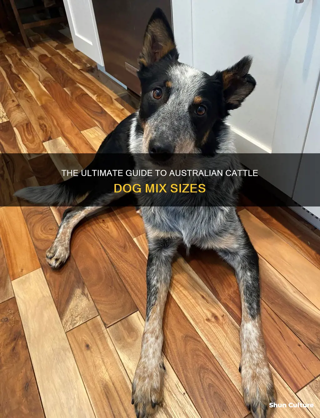 how big do australian cattle dog mix