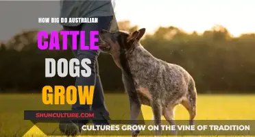 Australian Cattle Dogs: How Big Do They Grow?