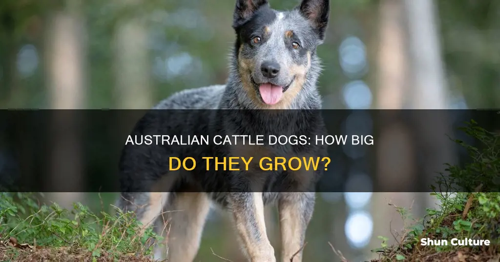how big do australian cattle dogs grow