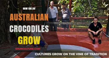 Massive Reptiles: Australian Crocodiles' Astonishing Growth