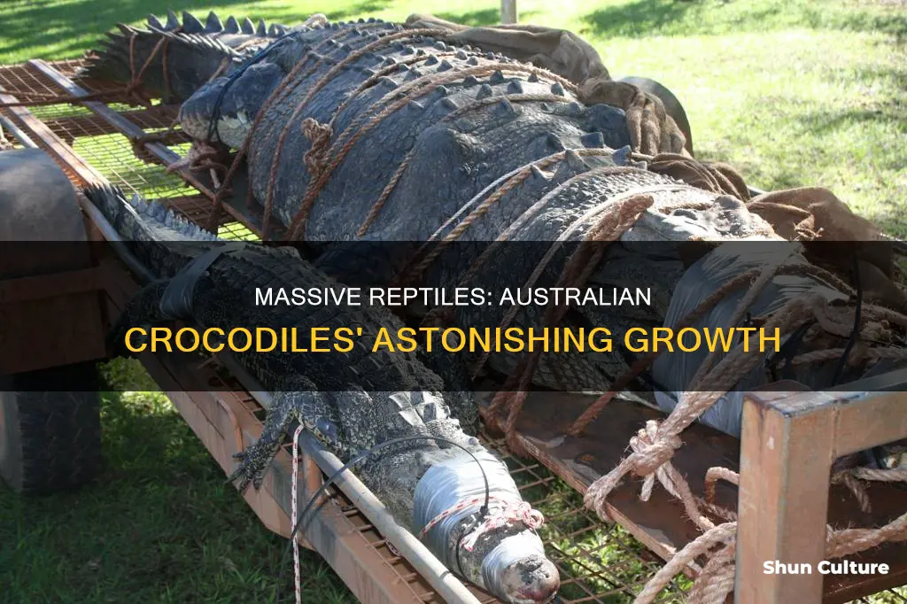 how big do australian crocodiles grow