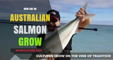 Australian Salmon: How Big Can They Grow?