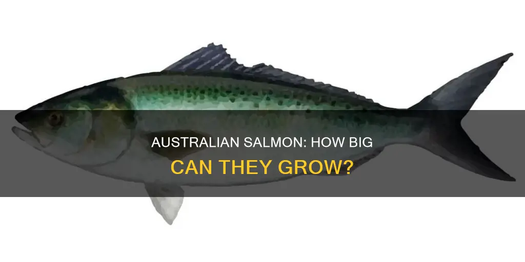 how big do australian salmon grow