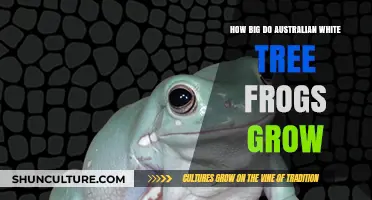 The Growth of Australian White Tree Frogs: How Big Do They Get?