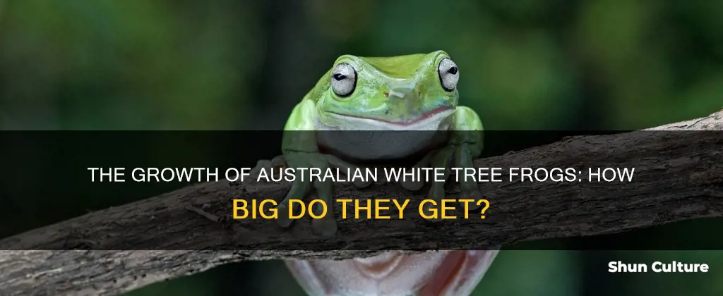 how big do australian white tree frogs grow