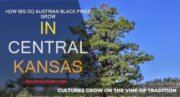 Austrian Black Pines: Growing Tall in Central Kansas?