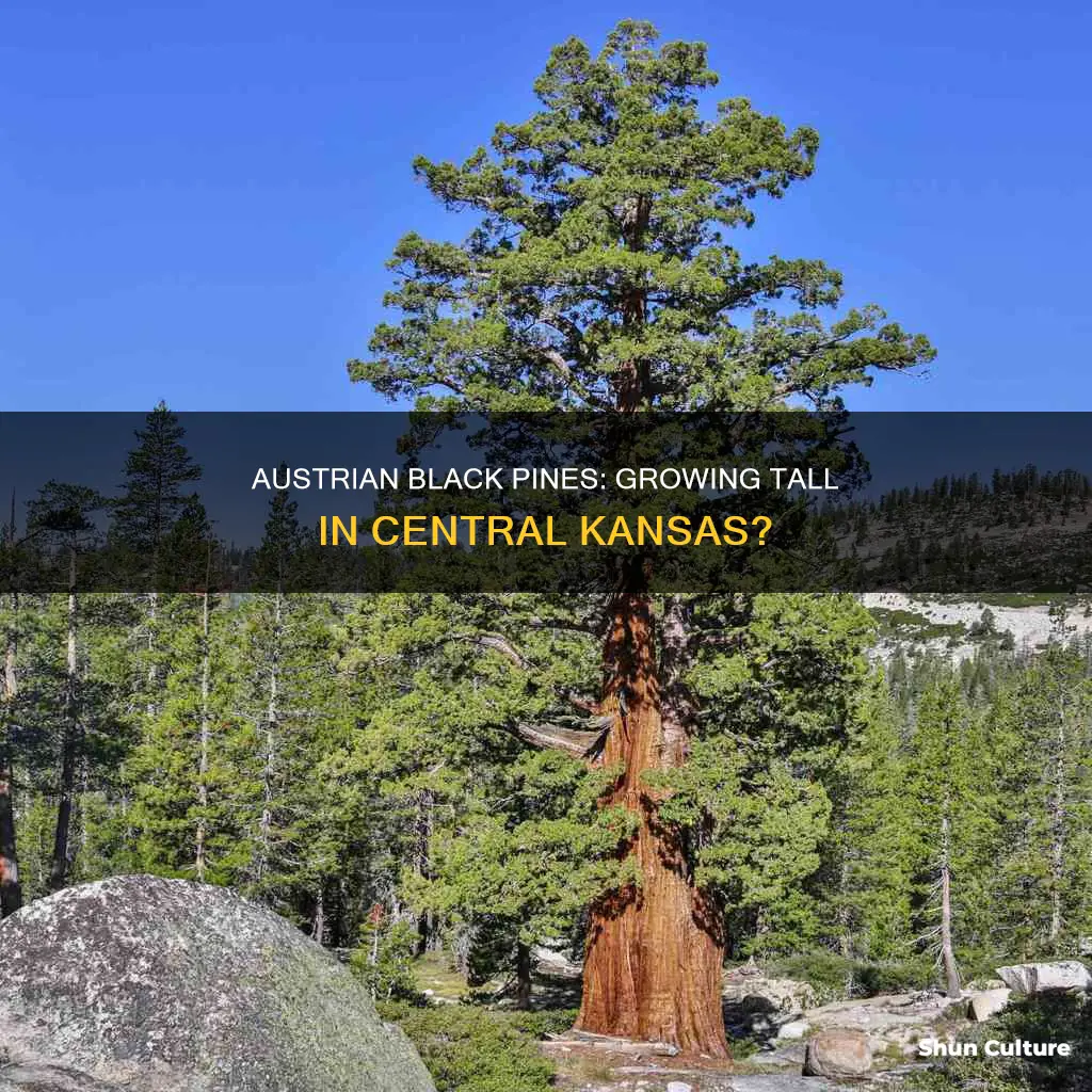 how big do austrian black pines grow in central kansas