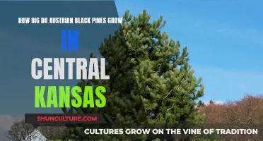 Austrian Black Pines: Growing Tall in Central Kansas?