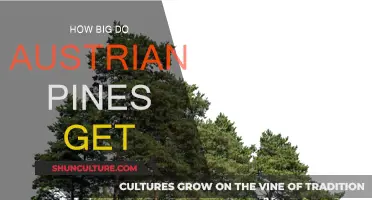 Austrian Pines: Understanding Their Maximum Growth Potential