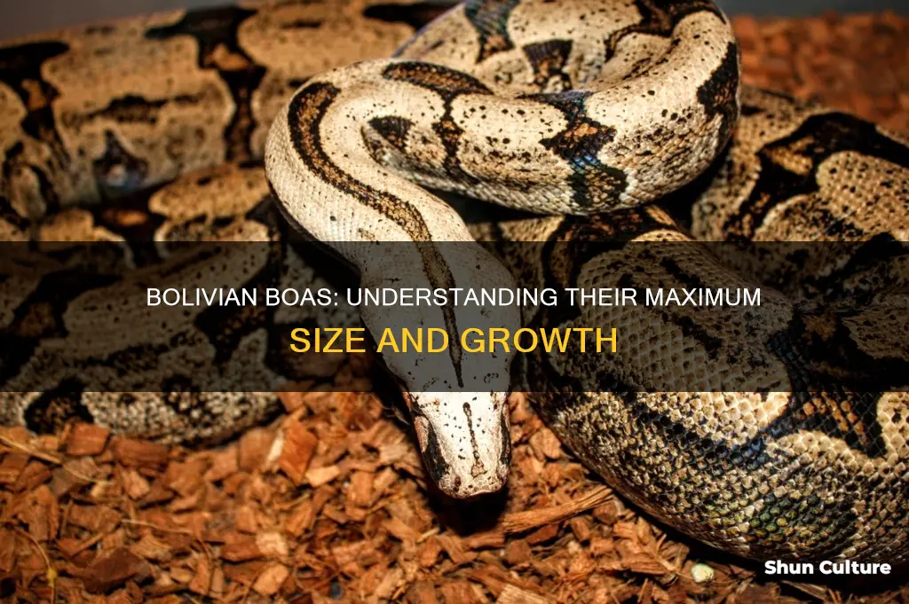 how big do bolivian boas get