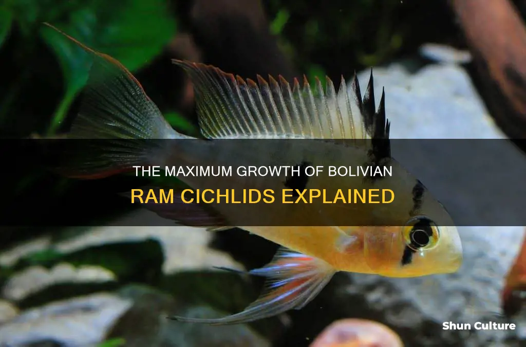 how big do bolivian ram cichlids get