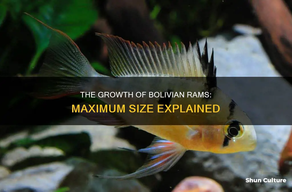 how big do bolivian rams get