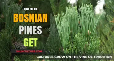 Bosnian Pine Growth: Size, Height, and Spread Explained