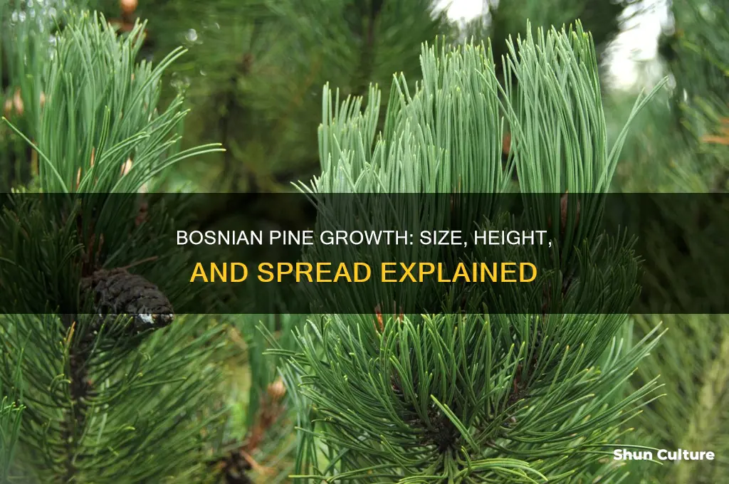 how big do bosnian pines get