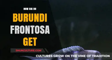 Exploring the Growth Potential of Burundi Frontosa Cichlids