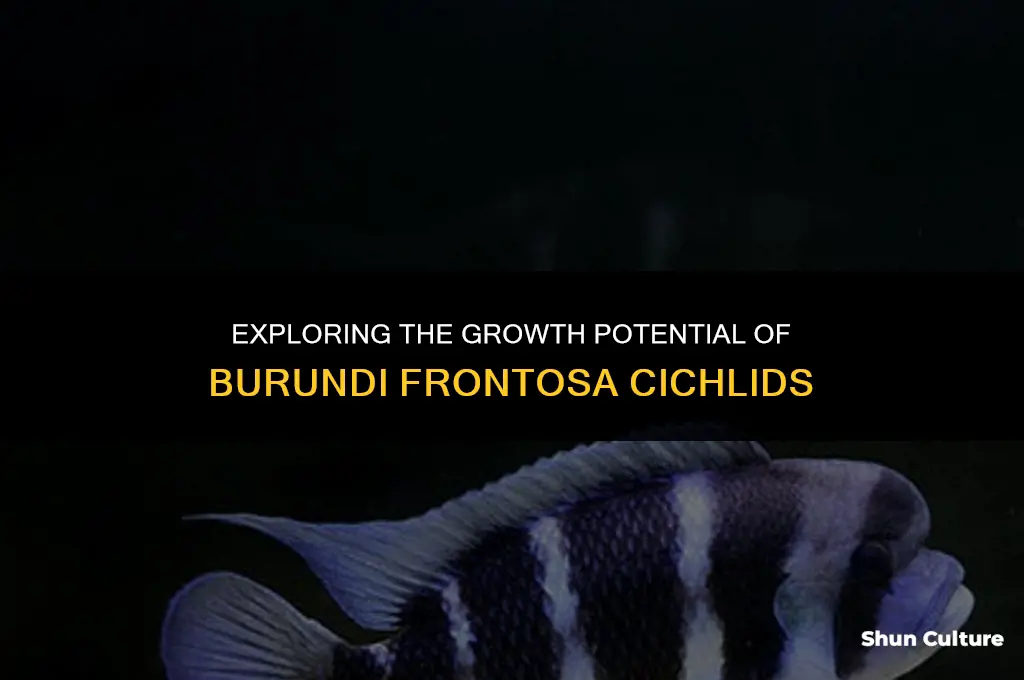 how big do burundi frontosa get