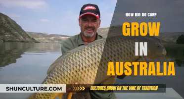 Exploring the Maximum Growth of Australian Carp