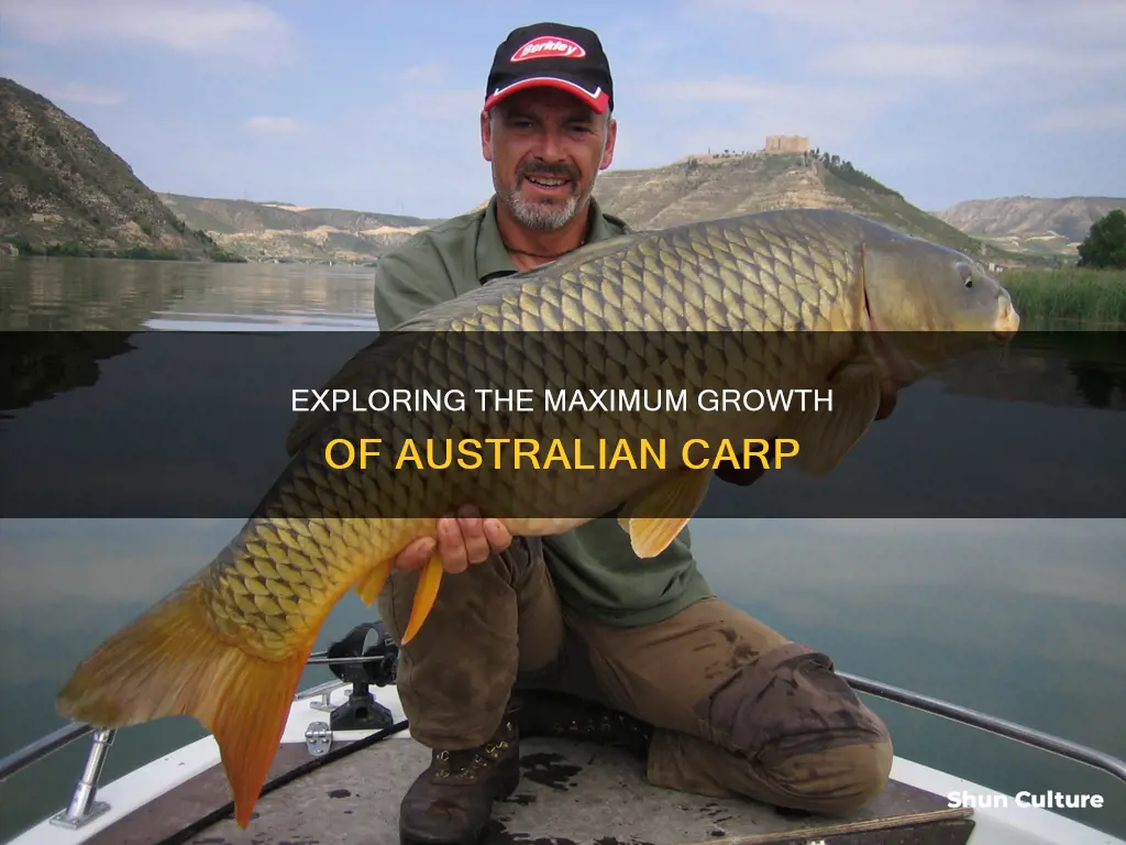 how big do carp grow in australia