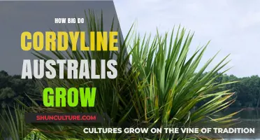 Cordyline Australis: How Tall Do These Trees Grow?