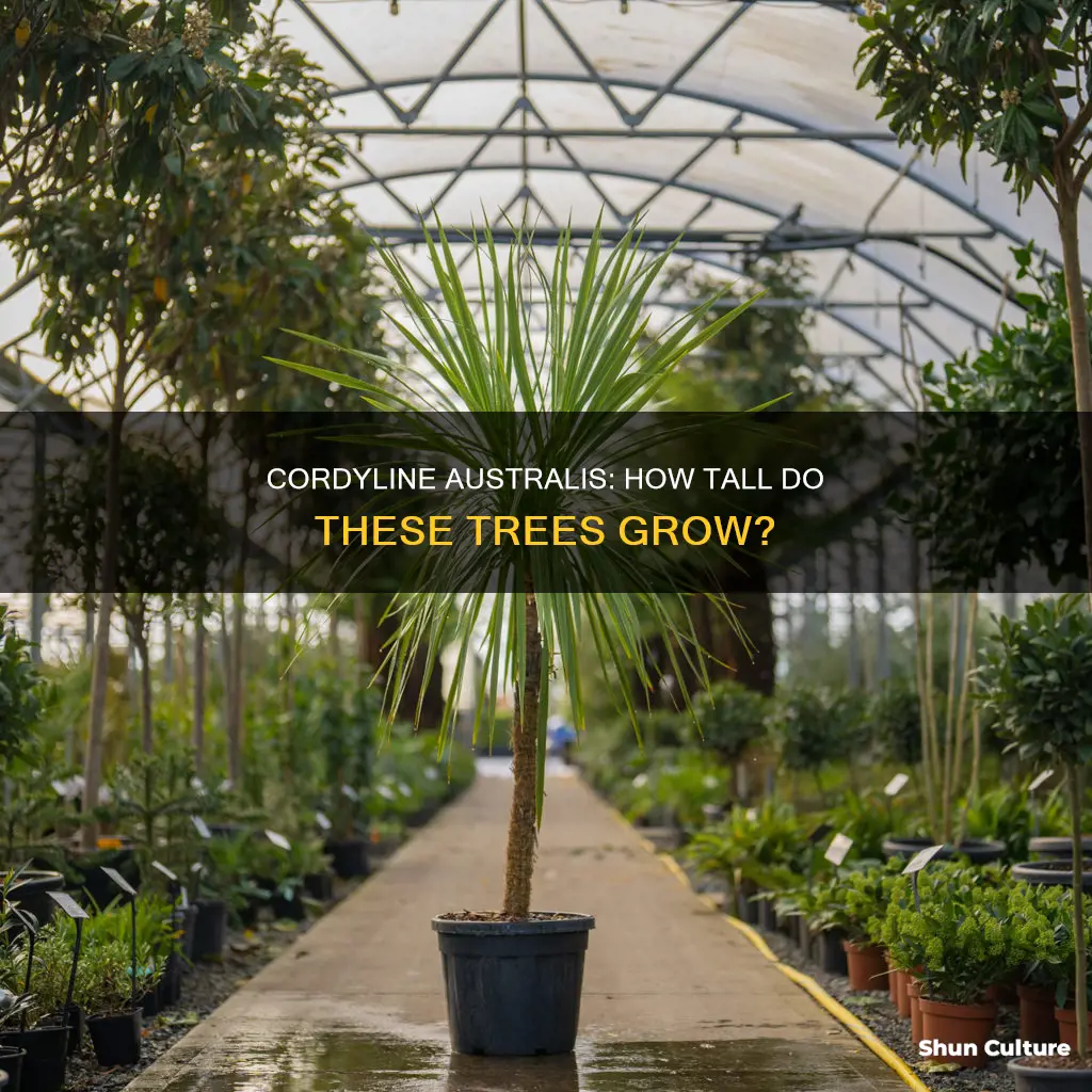 how big do cordyline australis grow