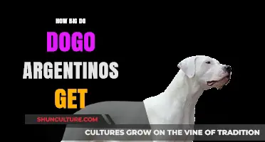 Understanding the Impressive Size of Dogo Argentinos