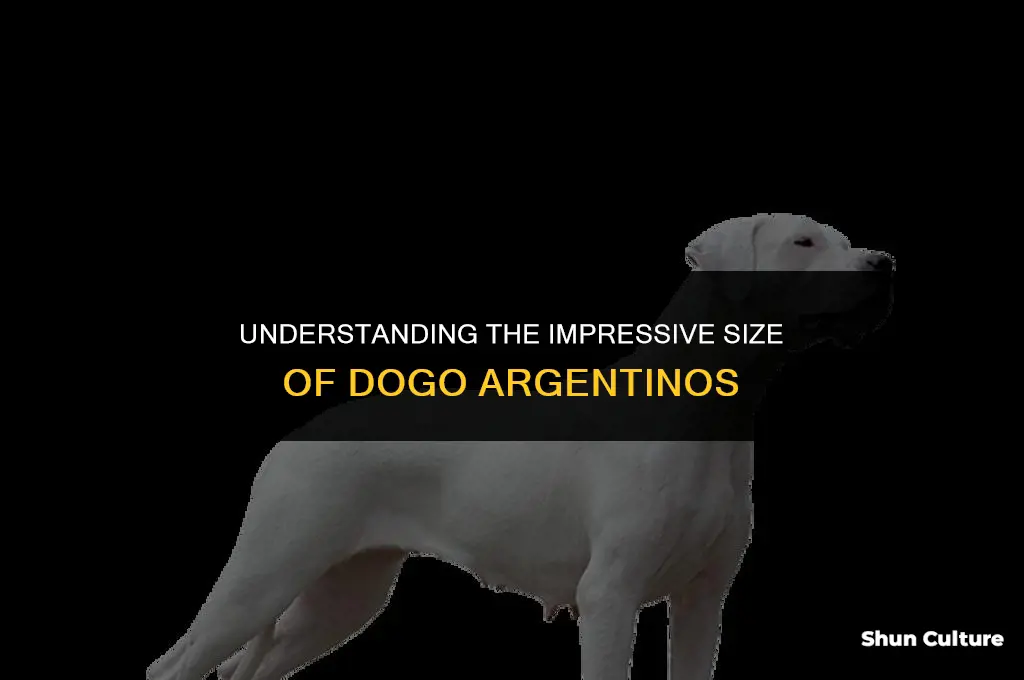 how big do dogo argentinos get