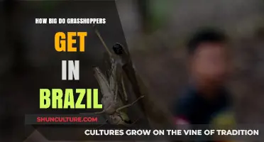 Exploring Brazil's Giant Grasshopper Sizes: A Comprehensive Guide