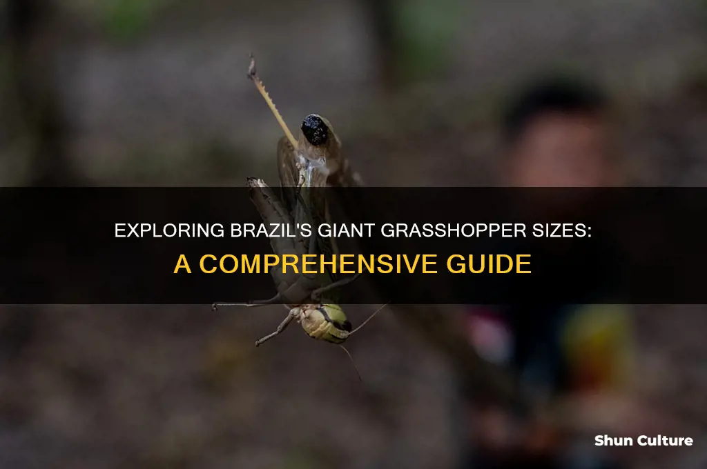 how big do grasshoppers get in brazil