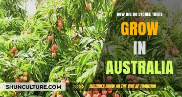 Lychee Trees in Australia: How Big Can They Grow?