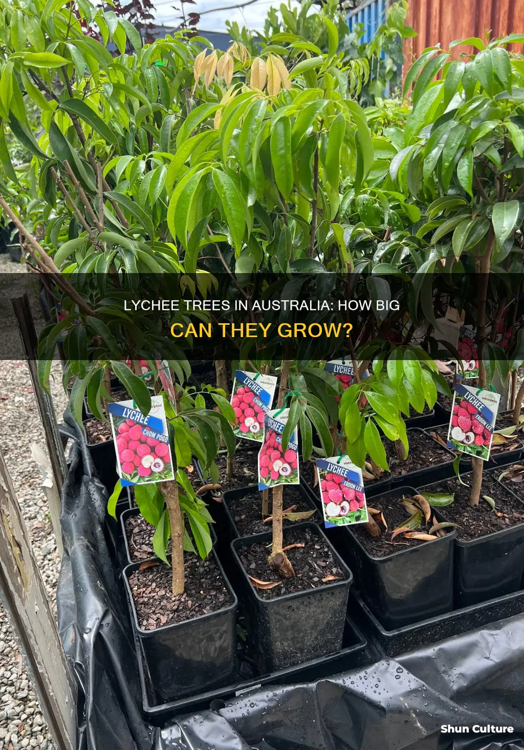 how big do lychee trees grow in australia