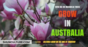 Magnolia Trees in Australia: How Big Do They Grow?