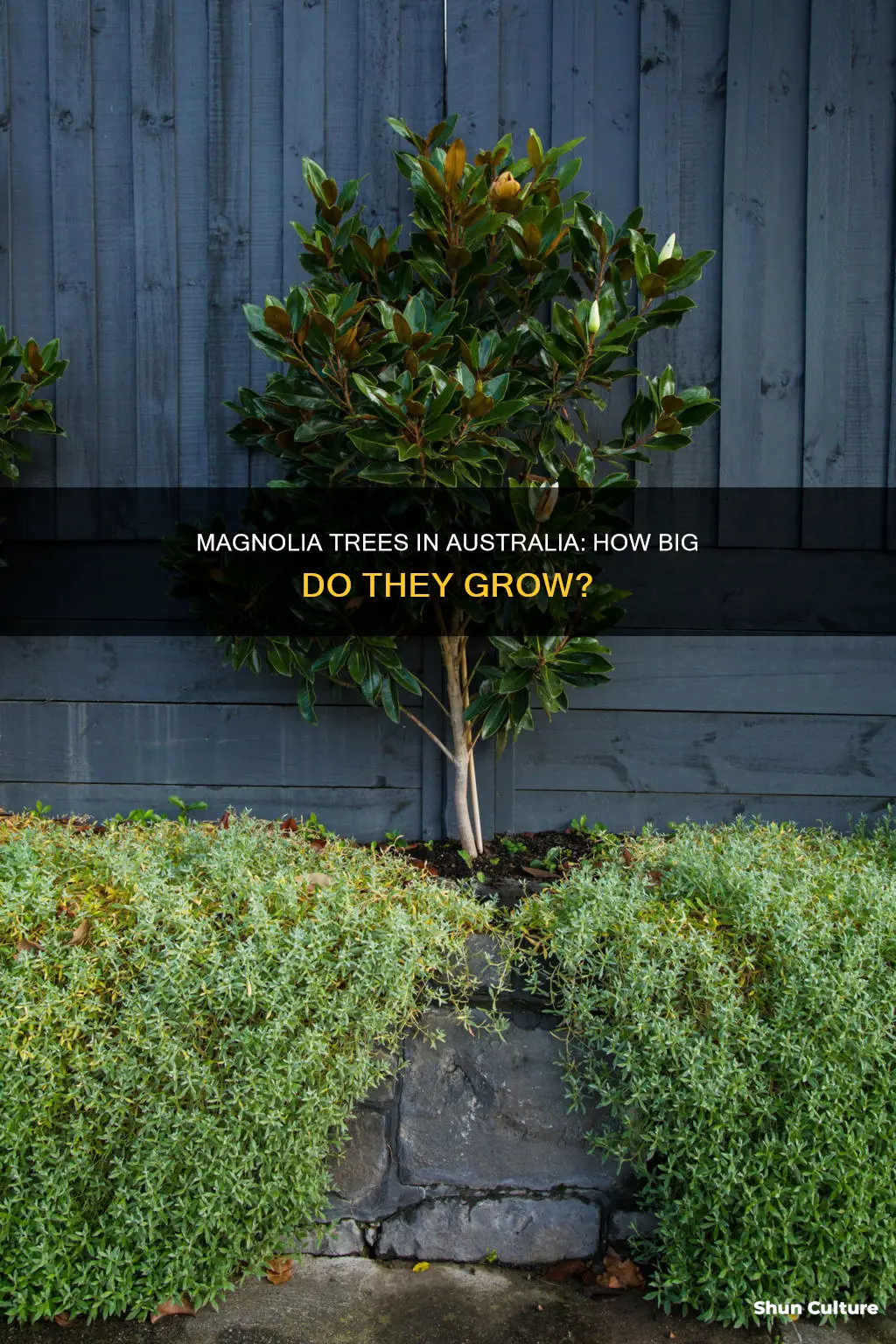 how big do magnolia trees grow in australia