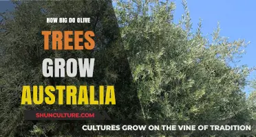 The Growth of Olive Trees in Australia
