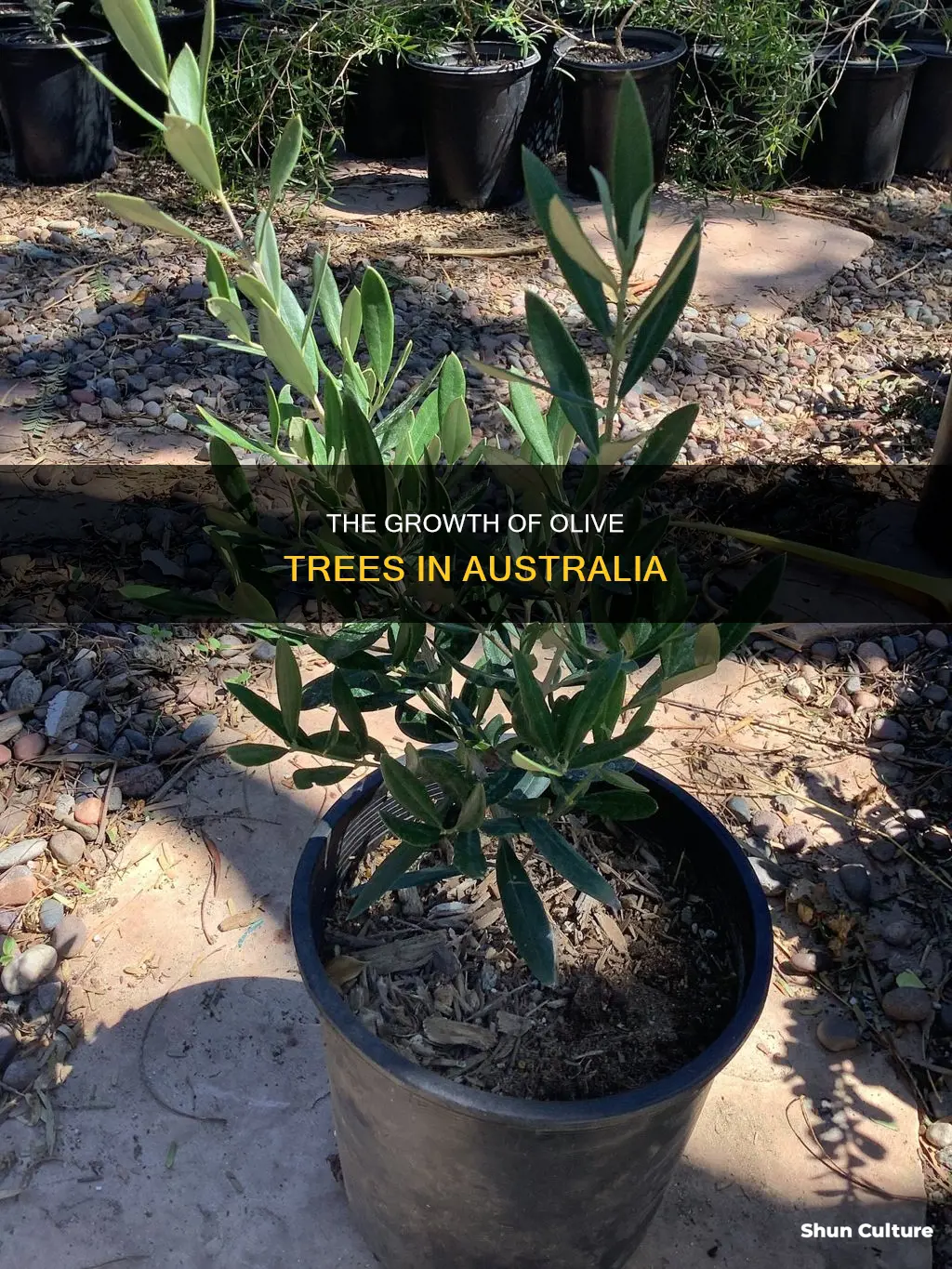 how big do olive trees grow australia