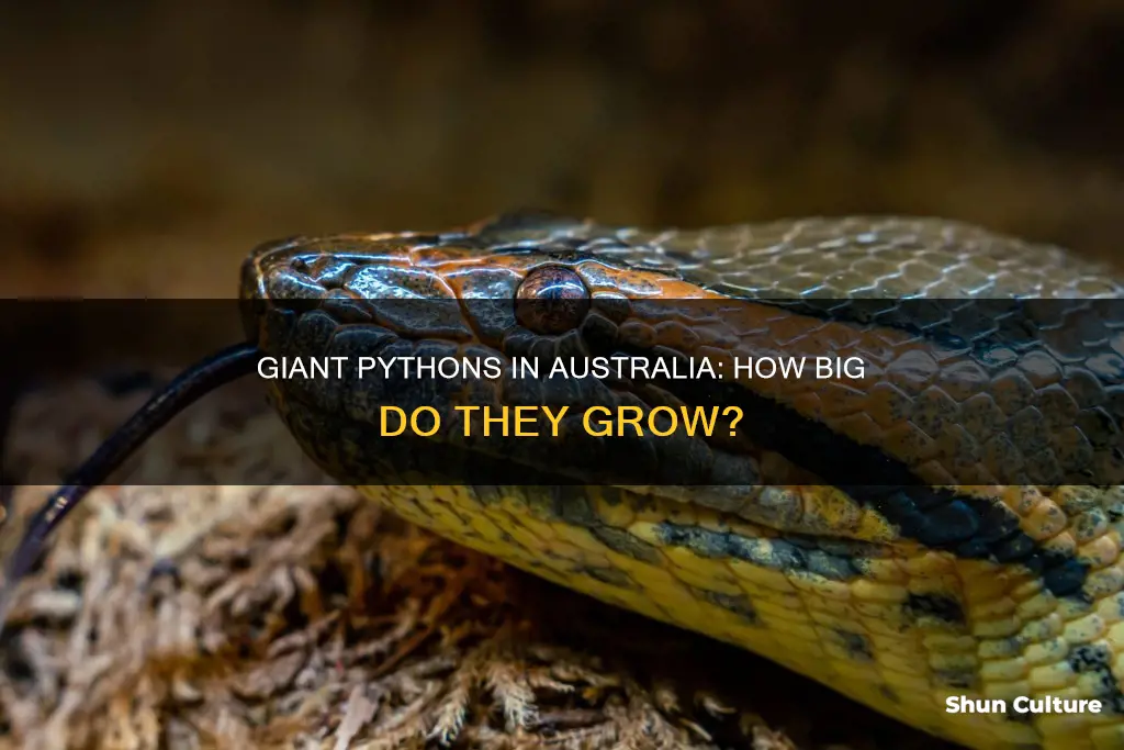 how big do pythons grow in australia