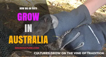 Giant Rats in Australia: How Big Can They Grow?